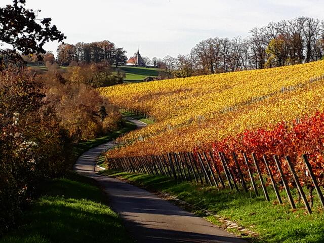 Weinberge im Farbenrausch