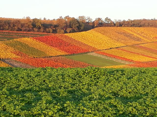 im Herbst sind unsere Wengert einfach toll!