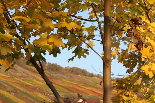 Criesbach am Kocher