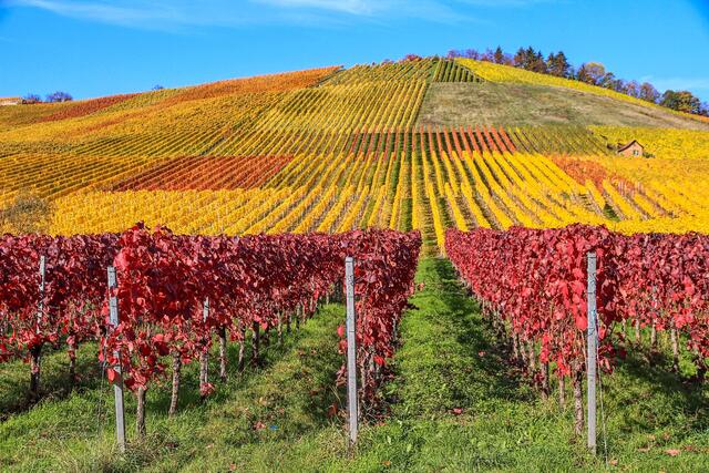 Herbst am Scheuerberg in Neckarsulm