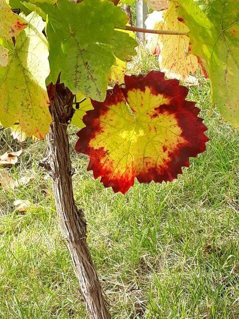 was die Natur im Herbst so malt ......