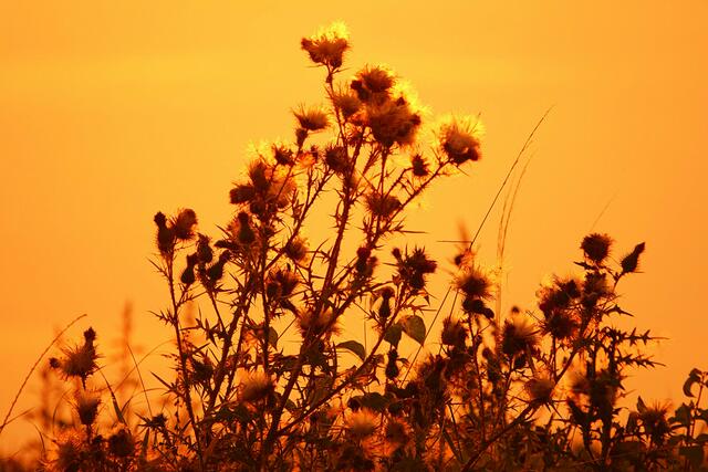 Abendgold