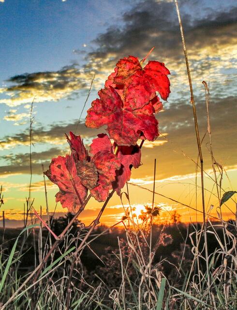 Rote Blätter vor Abendhimmel