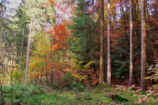Bunder Wald bei Finsterrot