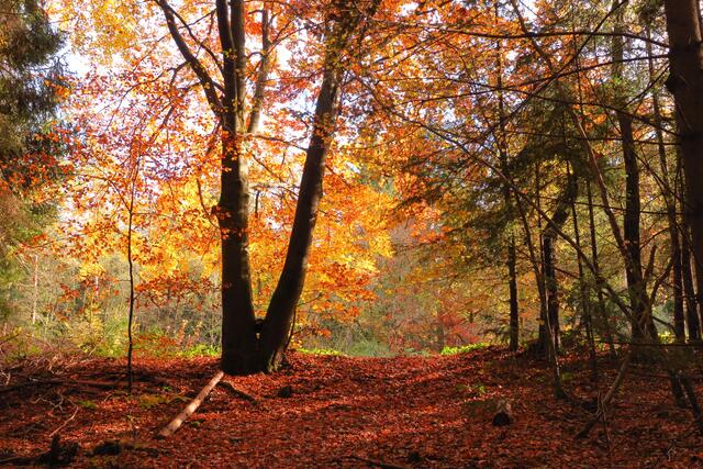 Goldenes Laub im Gegenlicht