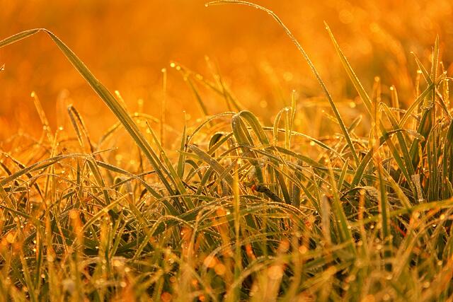 Gold am Morgen