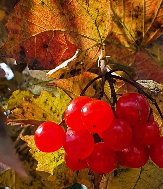 Trauben im Herbst