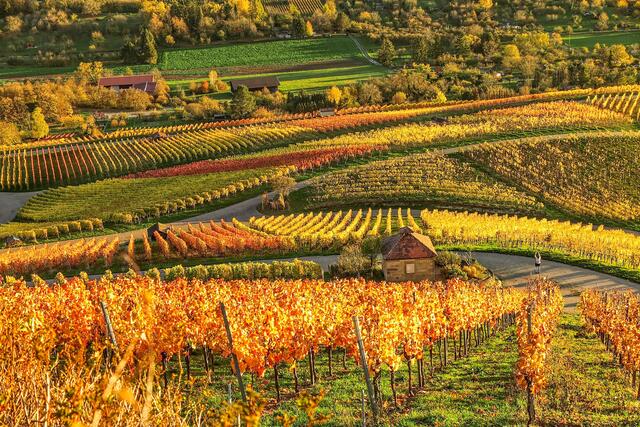 Blick vom Scheuerberg auf bunde Weinberge
