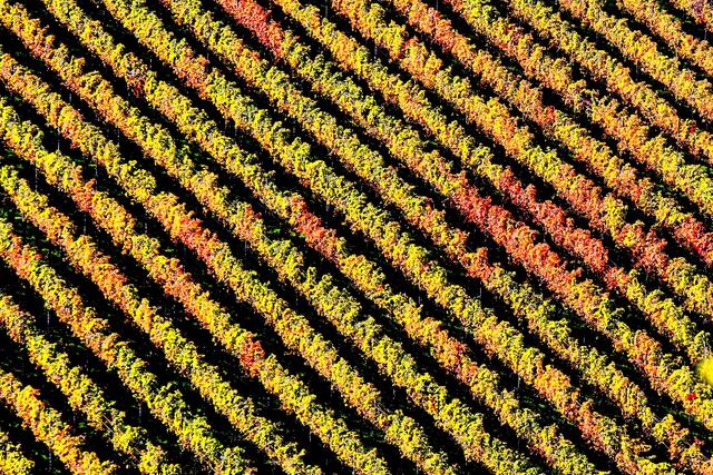 Ausschnitt eines bunden Weinberges