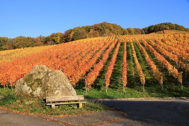 Weinberg bei Erlenbach