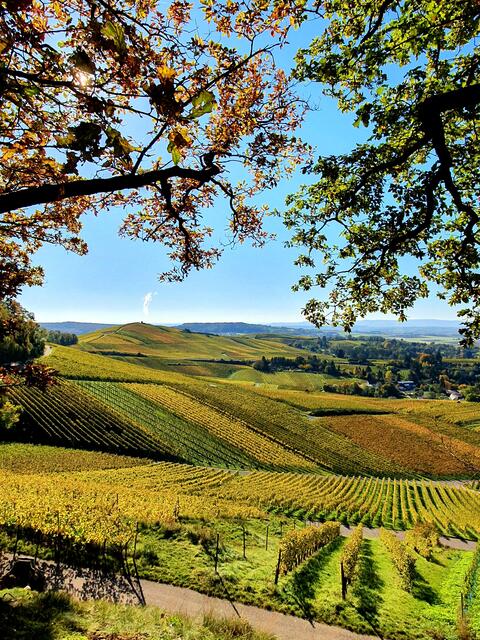 Herbstliche Weinberge