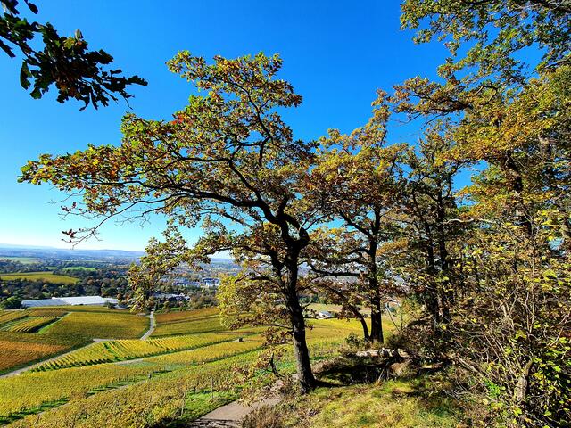 Heilbronn im Herbst