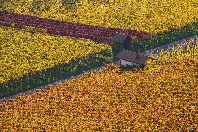 Weinberghäuser  Neckarsulm