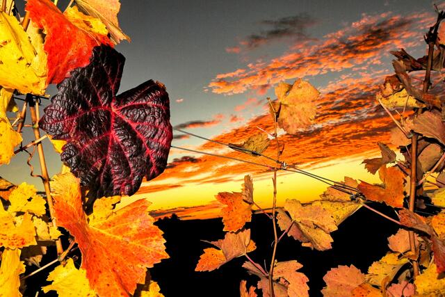 Herbstliche Blätter im Weinberg
