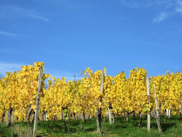 Herbstliche Weißweinreben
