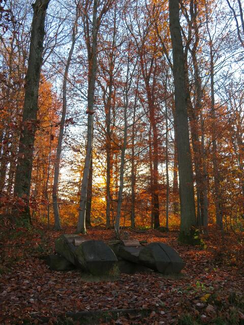 Träumerliegen im traumhaften Wald. Es kommt halt immer auf die Perspektive an | Foto: Aurelia Kling