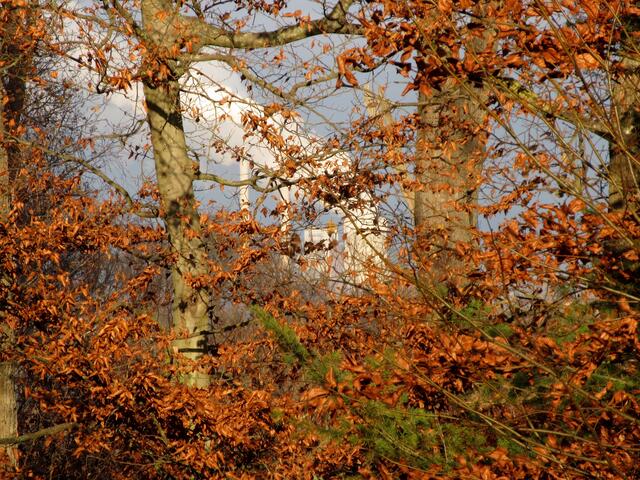 Herbstwald in der Sonne und dahinter im grauen Heilbronn das Kohlekraftwerk