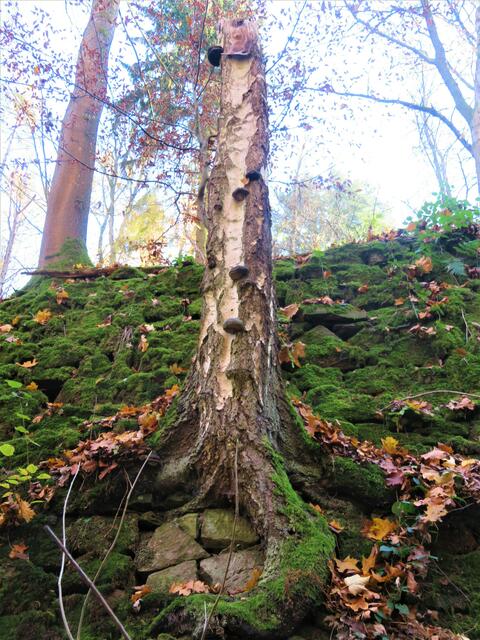 Toll gesehen, Totholz im Steinbruch. Die Wurzeln scheinen die Steine zärtlich zu umarmen | Foto: Aurelia Kling