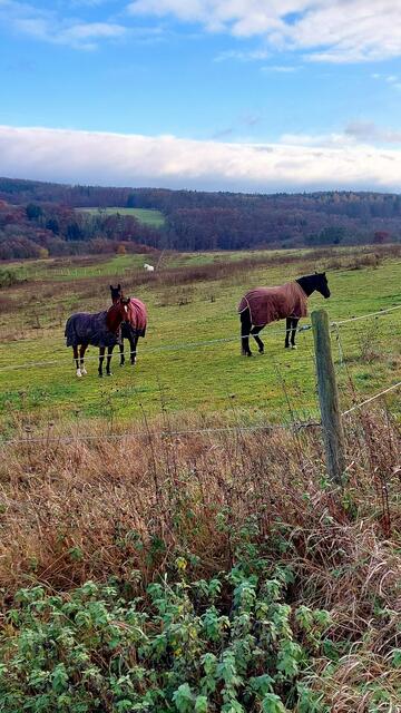 Pferde auf der Weide