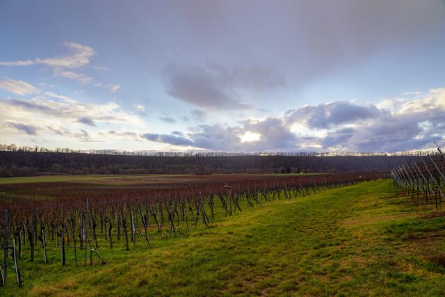 Weinberge mit Kaywald