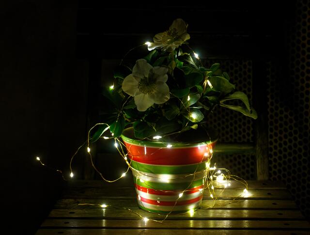 Advent, Advent, viel Lichtlein brennt