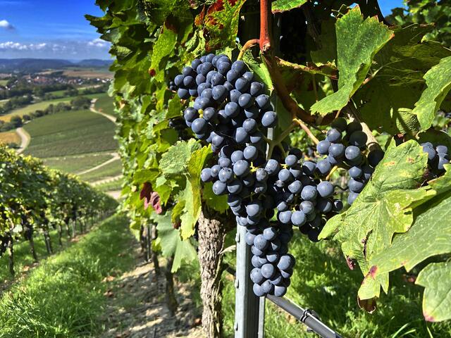 Bild des Monats Unterland im September 2021: "Die Lese kann beginnen" von Heimatreporterin Moni Bordt. | Foto: Moni Bordt