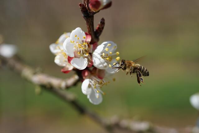 Bild des Monats Hohenlohe im März 2021: "Bienenweide Obstbäume" von Heimatreporter Helmut Brehm. | Foto: Helmut Brehm