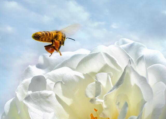 Bild des Monats Hohenlohe im Juli 2021: "Biene im Anflug auf Rosenstrauch" von Heimatreporter Rüdiger Reingräber. | Foto: Rüdiger Reingräber