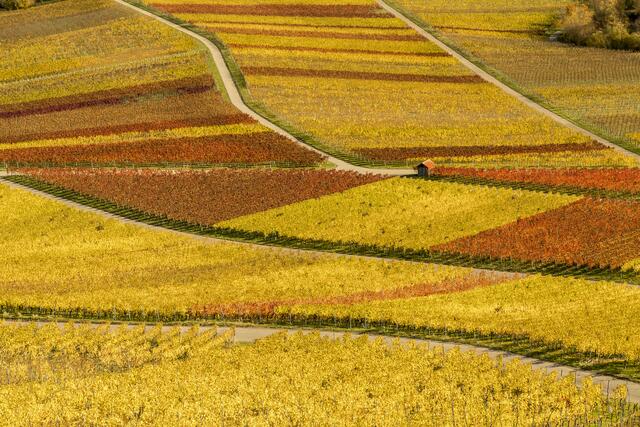 Bild des Monats Unterland im November 2021: "Herbst als Künstler" von Heimatreporter Egon Groß. | Foto: Egon Groß