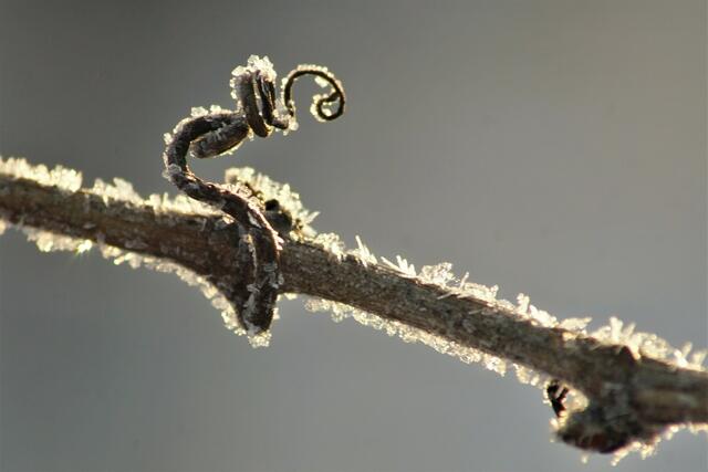 Bild des Monats Unterland im Februar 2021: "Im frostigen Wengert" von Heimatreporterin Tanja Blind. | Foto: Tanja Blind