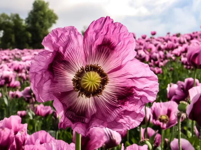 Bild des Monats Hohenlohe im Juni 2021: "Lila wirkt" von Heimatreporterin Stephanie Rüdele. | Foto: Stephanie Rüdele