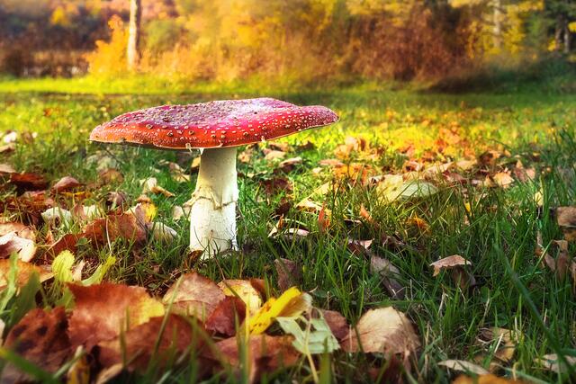 Bild des Monats Hohenlohe im Oktober 2021: "Ein Fliegenpilz und ein farbenfroher Herbsttag" von Heimatreporter Rüdiger Reingräber. | Foto: Rüdiger Reingräber