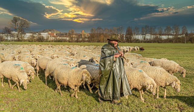 Bild des Monats Unterland im Mai 2021: "Die Schäfchen ins Trockene bringen" von Heimatreporterin Uschi Pohl. | Foto: Uschi Pohl