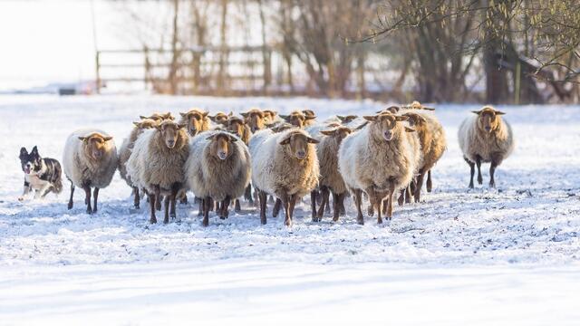 Bild des Monats Hohenlohe im Februar 2021: "Einem Schäfer und seinem Hund über die Schulter schauen" von Heimatreporterin Barbara Ziech. | Foto: Barbara Ziech