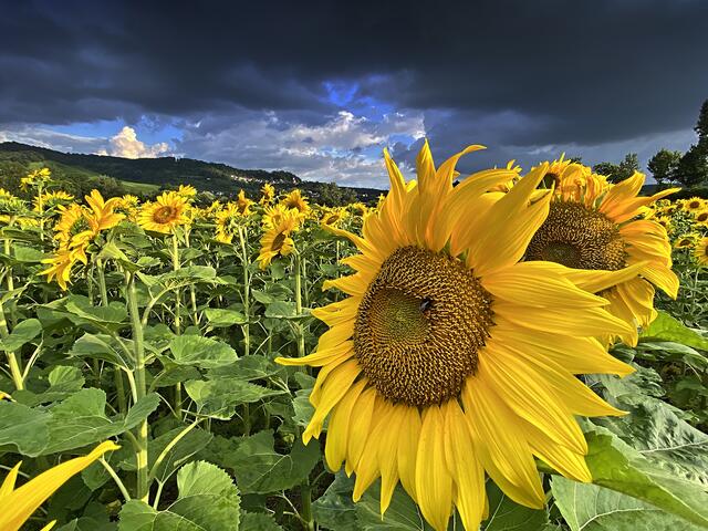 Bild des Monats Unterland im Juli 2021: "Immer wieder geht die Sonne auf" von Heimatreporterin Moni Bordt. | Foto: Moni Bordt