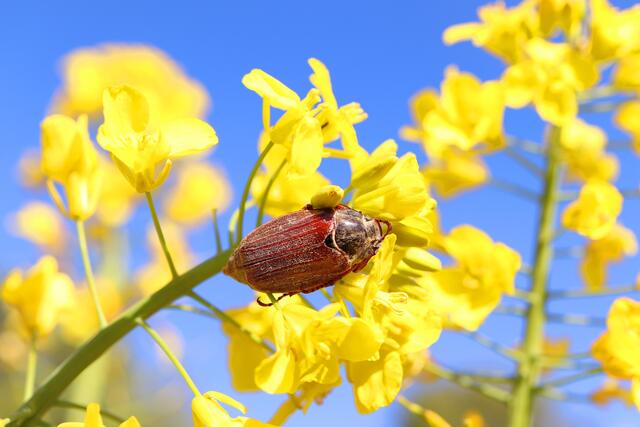 Bild des Monats Hohenlohe im Mai 2021: "Maikäfer im Rapsfeld" von Heimatreporterin Stephanie Rüdele. | Foto: Stephanie Rüdele