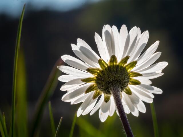 Bild des Monats Unterland im April 2021: "Rückseitig" von Heimatreporter Dieter Bauer. | Foto: Dieter Bauer