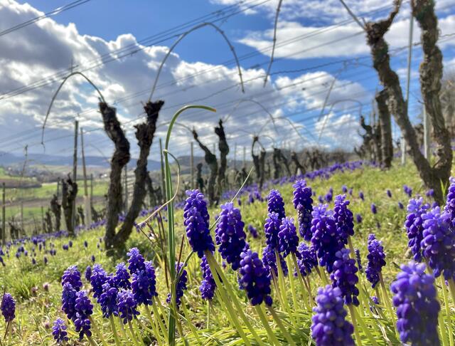 Bild des Monats Unterland im März 2021: "Frühling" von Heimatreporterin Corina Deininger. | Foto: Corina Deininger