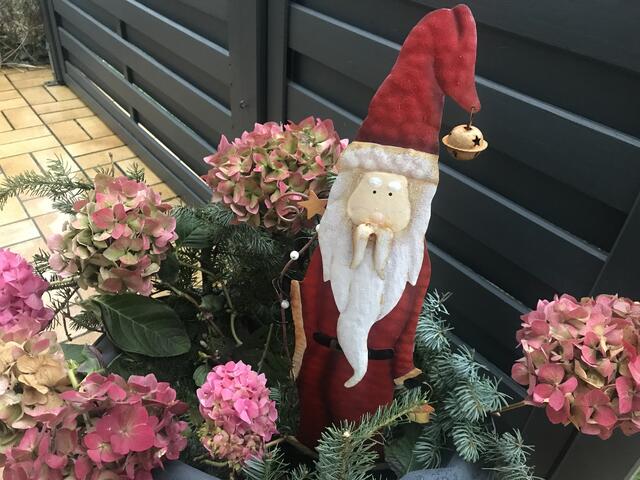Nikolausi schmückt die Hortensie, die immer noch blüht
