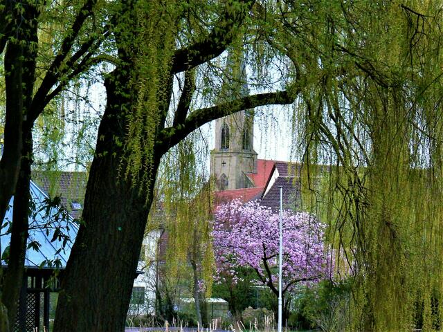 Gemminger Kirche vom Schlosspark aus gesehen