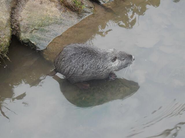 Ein Nutria im Wasser