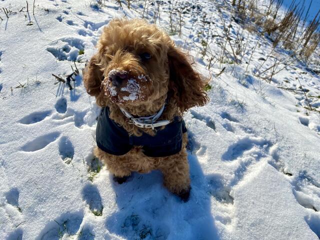 Emilie im Schnee - so schee