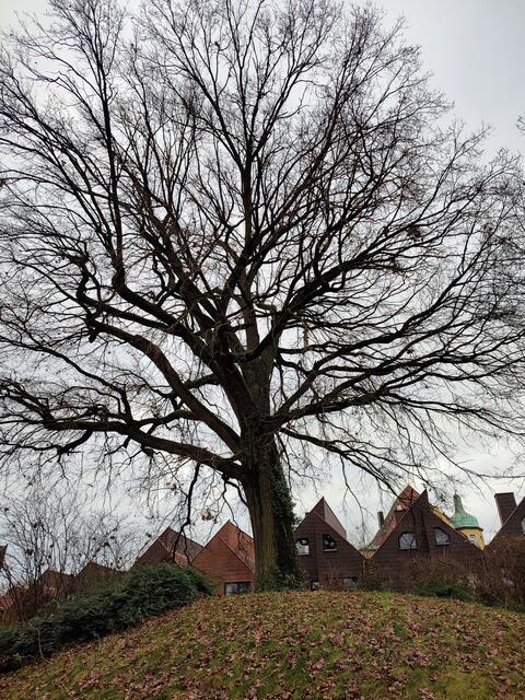 Nach einem kurzen Abstecher zum Judengängle und dem Gedenkstein für die 1942 zerstörte Synagoge, ging es am Gelände der ehemaligen Firma Wolko vorbei, wo inzwischen dieser Baum steht und die Wohnbebauung abgrenzt. | Foto: Aurelia Kling