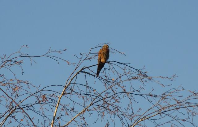 Dieser Turmfalke hat uns sozusagen in Erlenbach willkommen geheißen, die erste Begegnung nach dem Start.