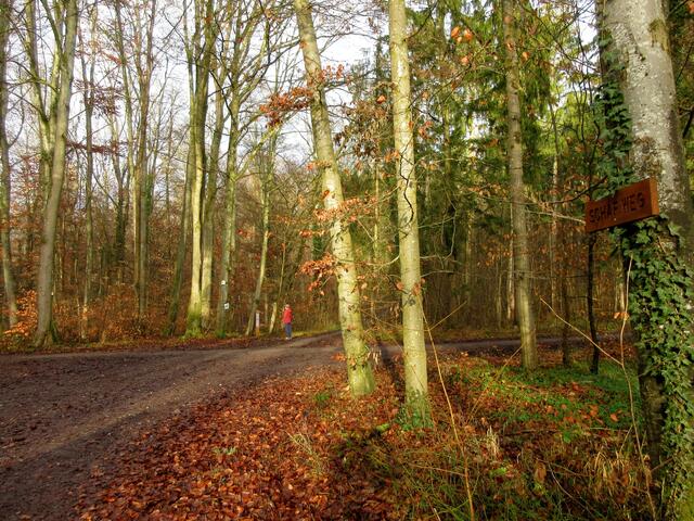 Sobald die Sonne heraus kommt, zaubert sie eine ganz bestimmte Stimmung in den Wald