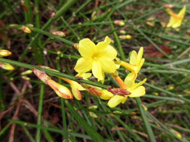 Winterjasmin