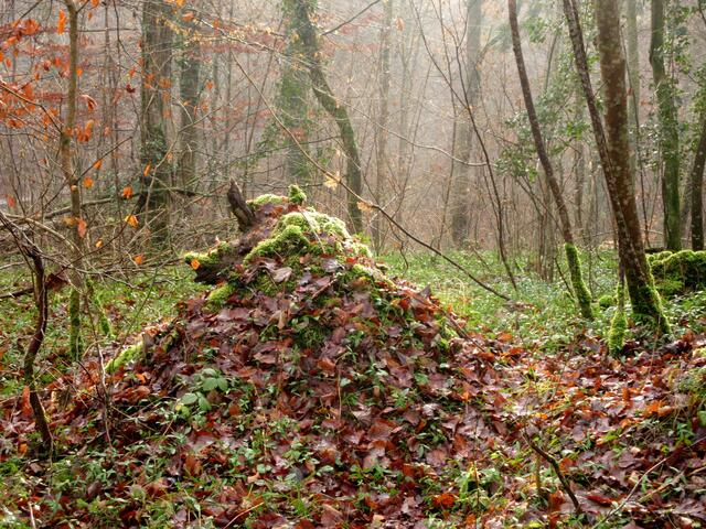 Eine Wildsau im Unterholz?