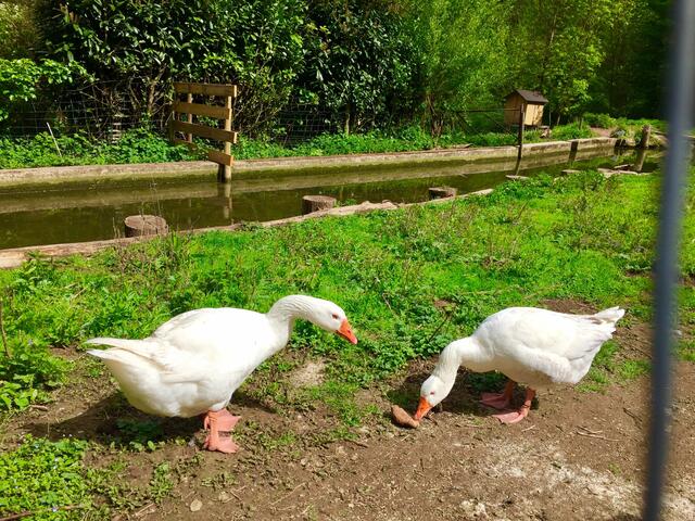 Gänse bei der Sommersmühle