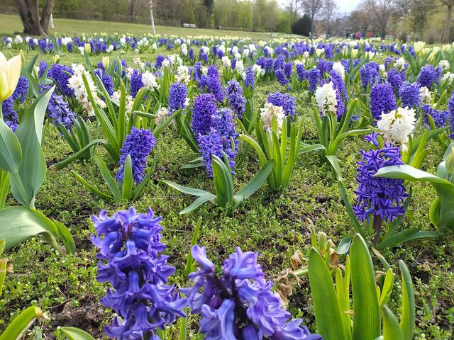 Ein Beet wie eine weiß-blaue Sinfonie - duftende Hyazinthen im Kurpark laden im Frühling zum Schnuppern ein.