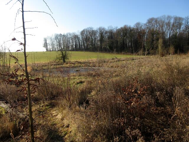 Dieses Biotop entstand wohl als Ausgleichsfläche für das Audi-Werk in den Böllinger Höfen.